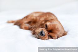 Cavalier spaniel with eyes closed on bed 4jO3vb