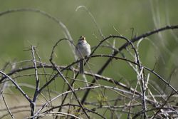 Clay-colored sparrow singing at Lake Elmo Park Reserve in Minnesota