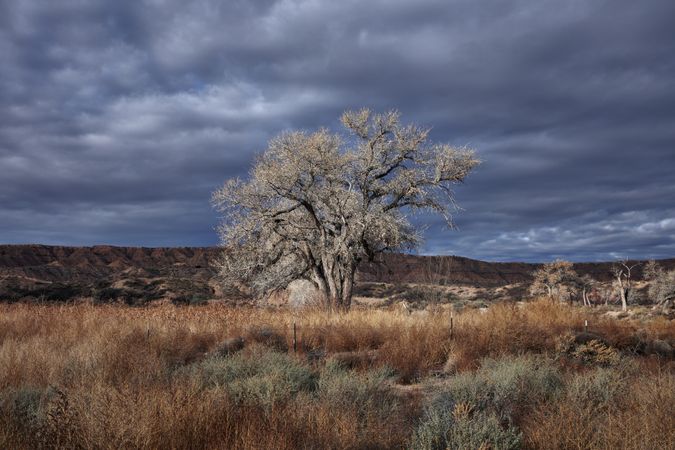 A tree surrounded by brush with red rocks and cloudy skies in the distance