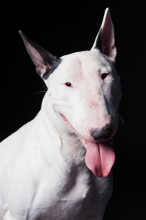Amazing dog staring at camera