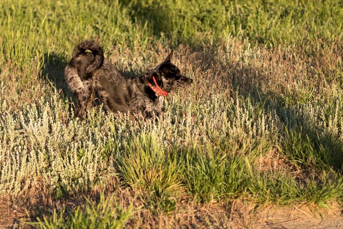 dog sniffing through grass in the late evening sun.