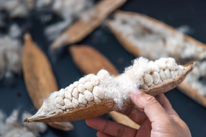 Kapok, tropical cotton fruit used for fiber and seed,