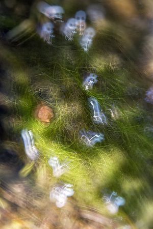 Defocused plants wild meadow