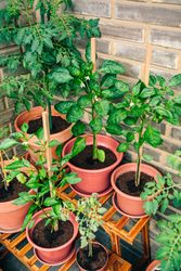 Vegetable garden on balcony corner of apartment with plants growing on ceramic pots