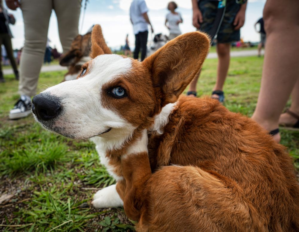 Cardigan Welsh Corgi at a dog show. Sunny day.