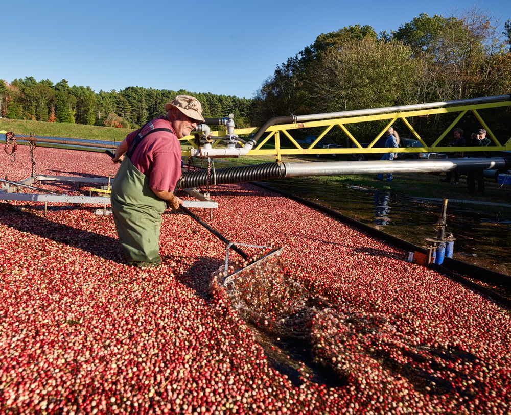 Man harvesting cranberries in Massachusetts