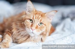 Orange tabby cat on sheets 4Mv1ab