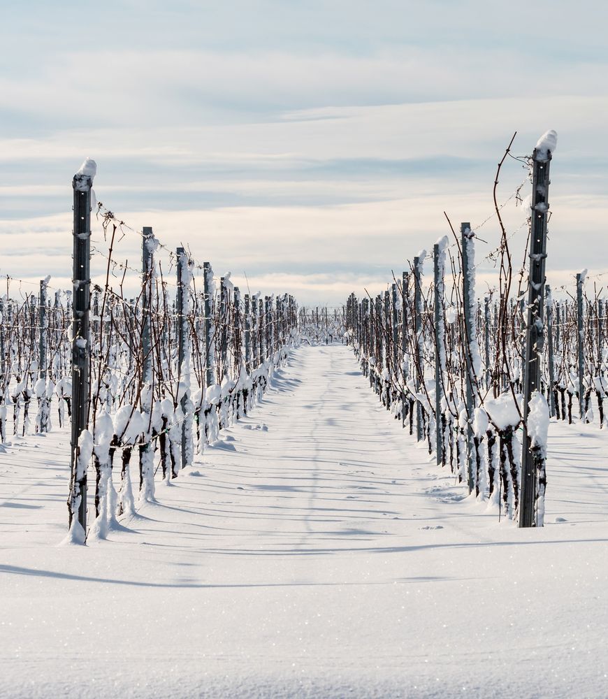 Alsace vineyards under heavy snow on a sunny winter day. Details and top view.