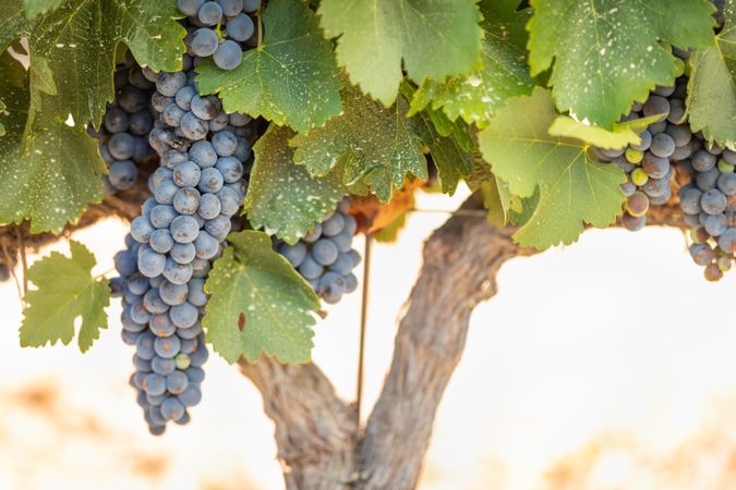 Vineyard with Lush, Ripe Wine Grapes on the Vine Ready for Harvest