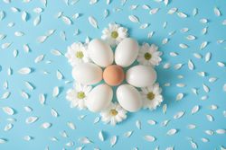 Daisies and petals with eggs in flower shape on baby blue background