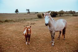 Horses grazing in dry field