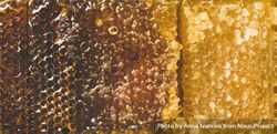 Close up, narrow horizontal composition of dark to light shaded honeycomb 4AjrQb