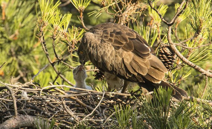 Eagle feeding newborn bird in nest