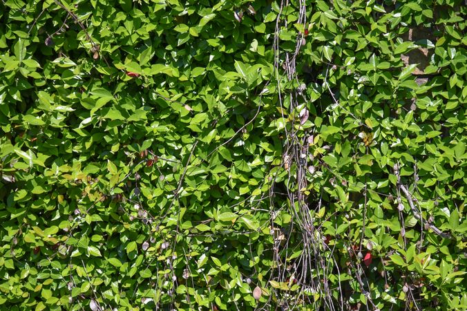 Green Ivy growing on a wall