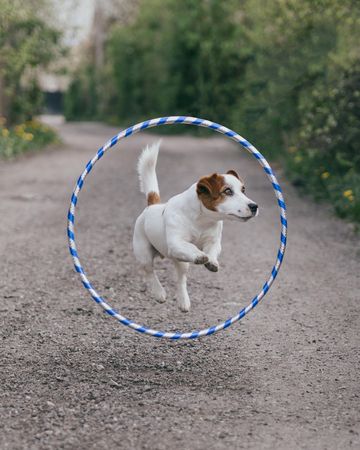 Dog on gray concrete road beside a hoop