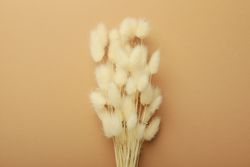 Dried bunny tail bouquet centered on a neutral brown background