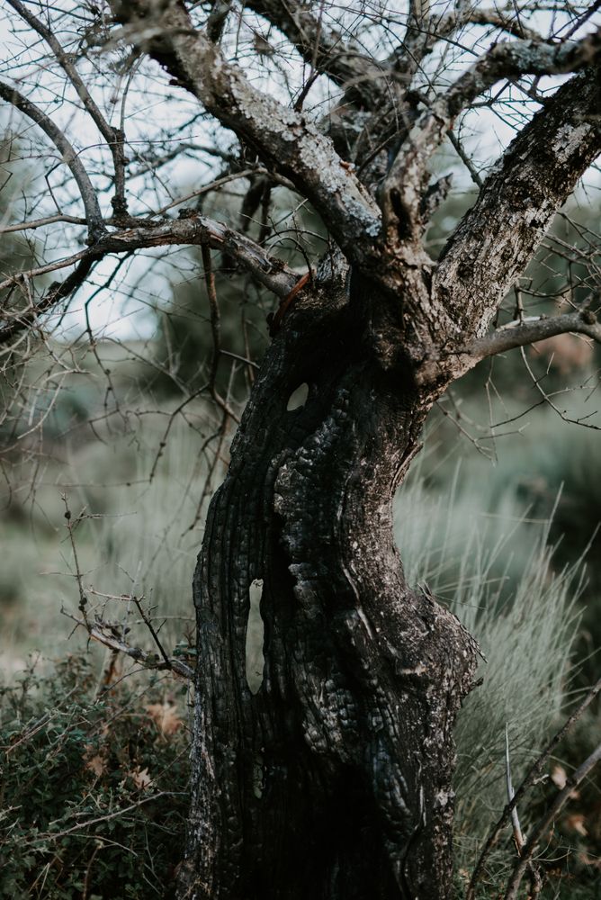 Dead leafless tree in field