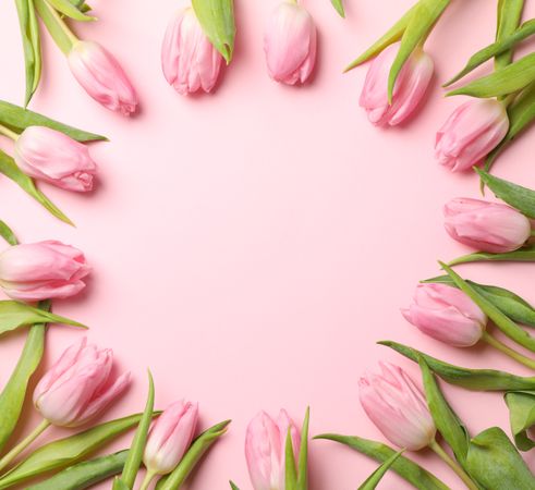 Beautiful tulips on pink background, top view and space for text