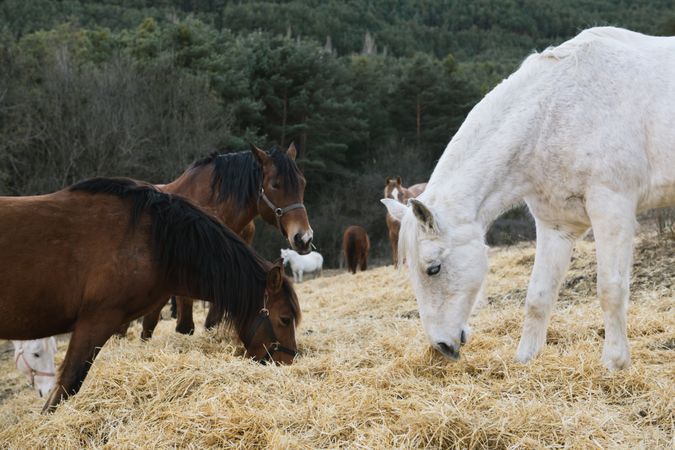 Horses grazing in dry field
