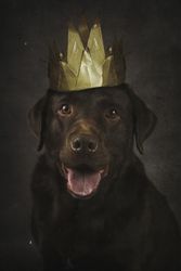 Happy brown Labrador Retriever in golden crown