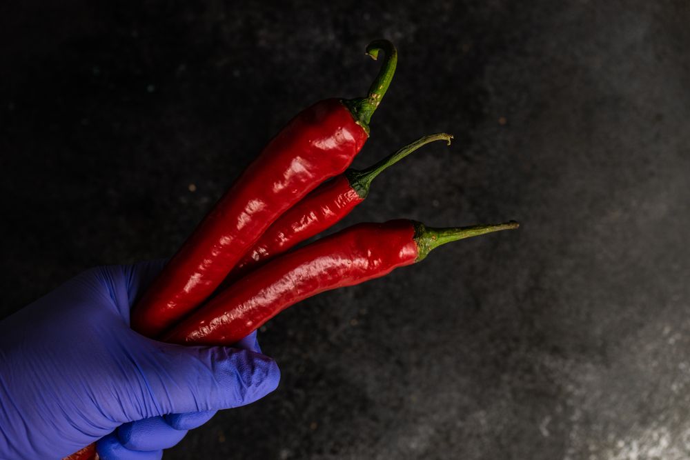 Top view of hands wearing purple latex gloves holding red peppers