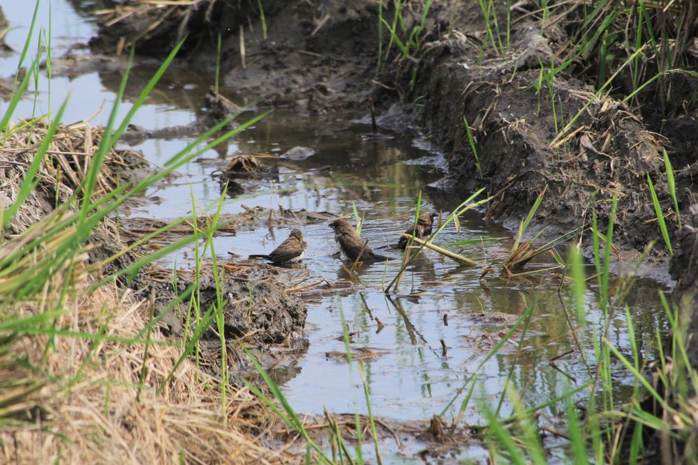 Bird In The Rice Field