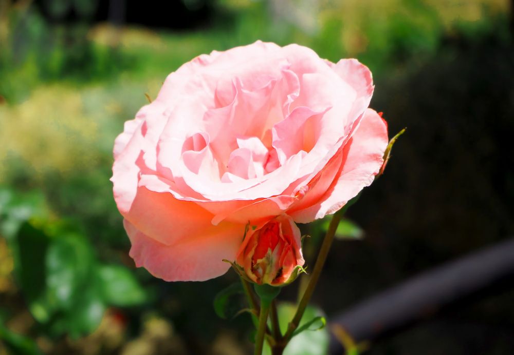 Sunlit Elegance: Macro Pink Rose in Golden Glow