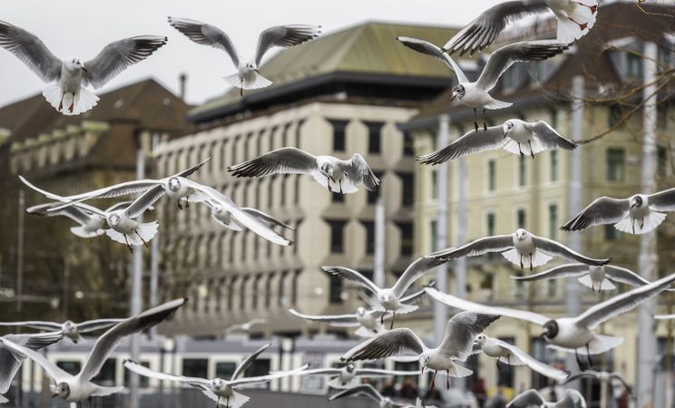Flock of flying seagulls in city