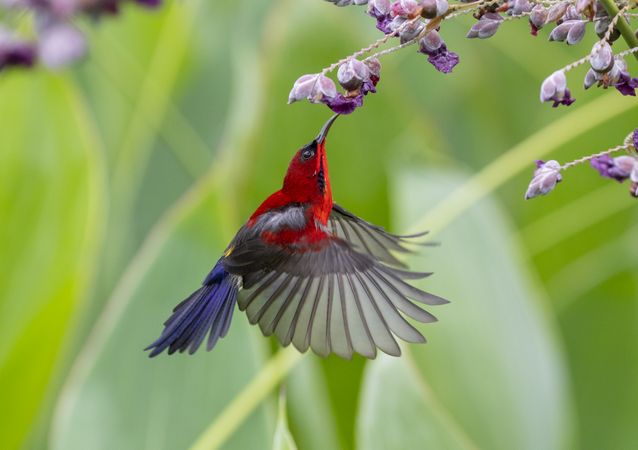 Red and blue hummingbird sucking a purple flowers