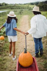 Back view of girl and a boy with trolley collecting pumpkins from the field 0KJAZb