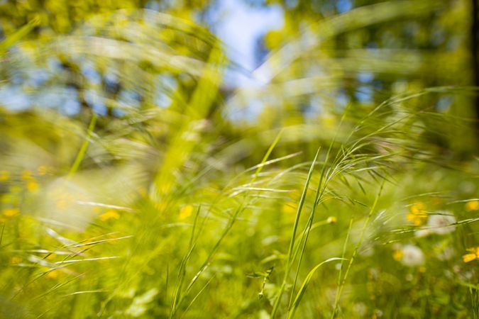 Grass in a field on a sunny day