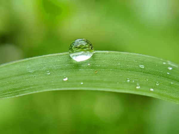 dew in the morning