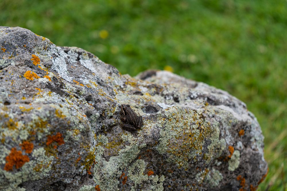 Tiny frog on the rock
