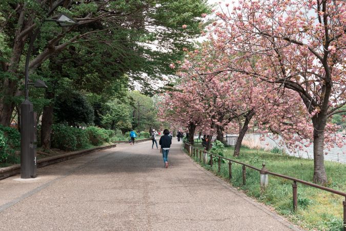 Ueno park with full bloom sakura cherry blossom