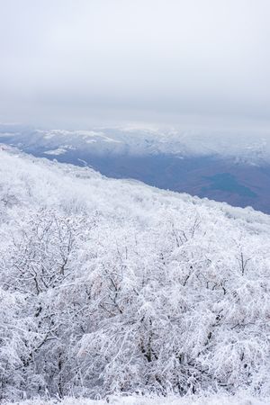 Winter snowy landscape