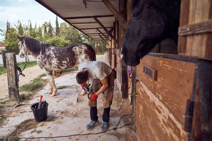 Blacksmith changing horseshoe to the leg of a horse using bald lime hammer pliers