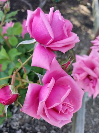 Pink roses in bloom