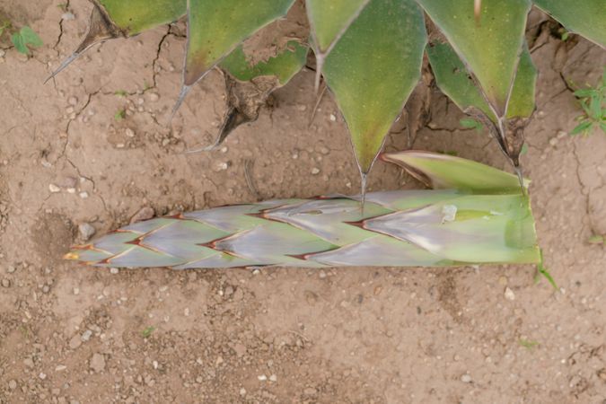 Cut succulent plant sprout on dried ground