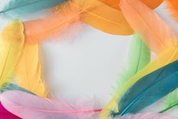 Colorful feathers bordering light background