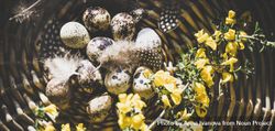 Quail eggs with feathers and yellow flowers in basket, wide composition 5qMvY5