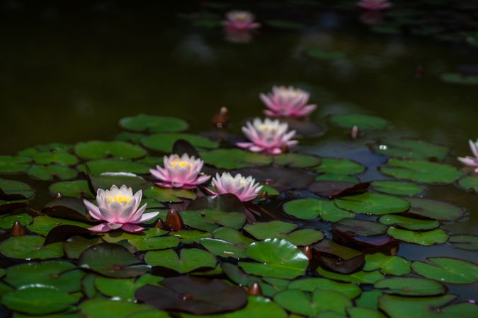 Water lily flowers in lake