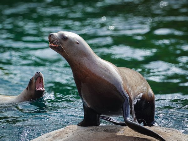 Steller Sea Lions (Eumetopias jubatus)