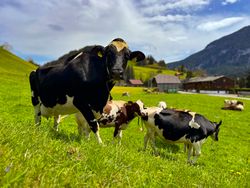 Simmental cows, Rougemont, Switzerland