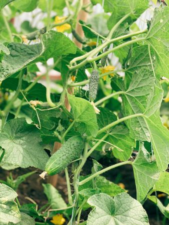 Cucumber