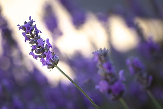 Close up of single delicate tall purple flower with selective focus