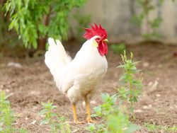Chicken on green grass during daytime
