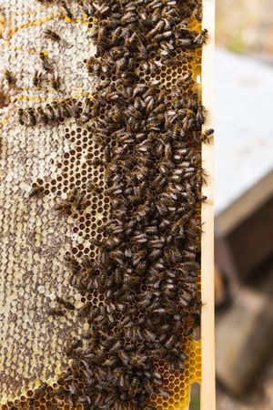 Honeycomb with bees in apiary