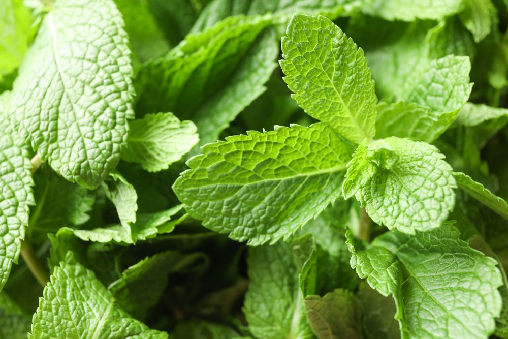 Green mint texture background on whole background, close up