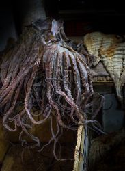 Dried octopus on wooden table