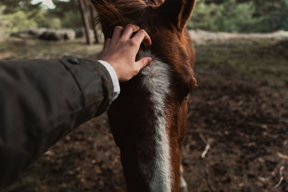 Person petting chestnut horse in forest